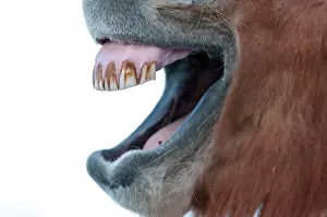 Denture: Teeth of an Icelandic horse, captive, Eastern Region