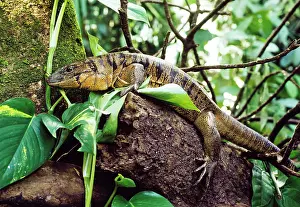 Tegu: Tegu Lizard
