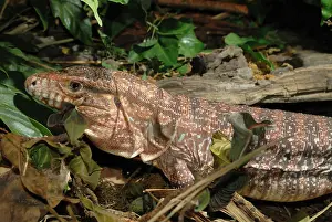 Tegu: Tegu Lizard