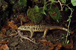 Torquatus: Tegu - predating Weid's Lizard (Tropidurus torquatus)