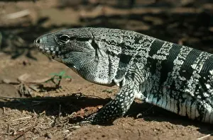Tegu: Tegu (Tupinambis teguixin) in Mato Grosso, Brazil