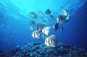Teira: TEIRA BATFISH - SHOAL