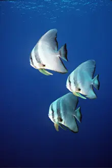Teira: TEIRA BATFISH - X3