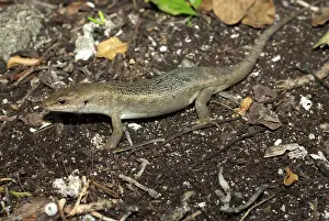 Skink: Telfair's Skink