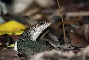 Skinks: Telfair's skink Round Island skink