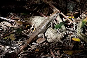 Skinks: Telfair's skink Round Island skink