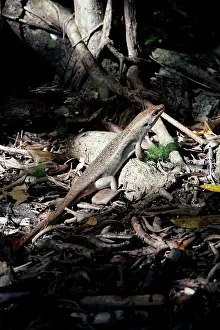 Skinks: Telfair's skink Round Island skink