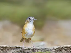Babbler: Temminck's Babbler Pellorneum pyrrogenys Sabah
