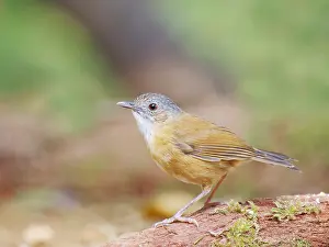 Babbler: Temminck's Babbler Pellorneum pyrrogenys Sabah
