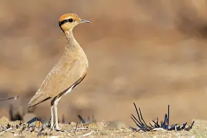 Transvaal: Temmincks Courser (Cursorius temminckii), side