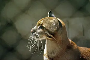 Temmincki: Temminck's Golden Cat / Asiatic Golden Cat