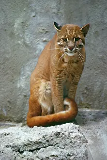 Temmincki: Temminck's Golden Cat / Asiatic Golden Cat