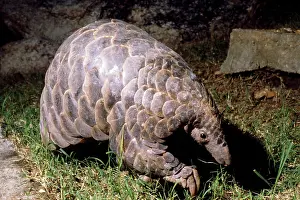 Manis: Temminck's Ground / Cape Pangolin