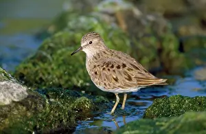 Stint: Temminck's Stint