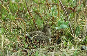 Stint: Temminck's Stint