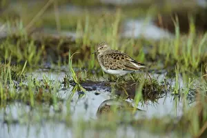 Stint: Temminck's Stint