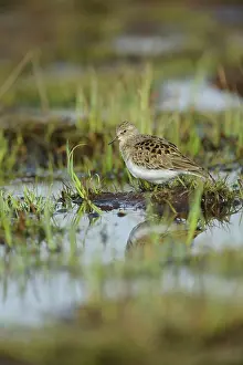Stint: Temminck's Stint