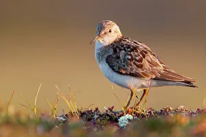 Stint: Temminck's Stint