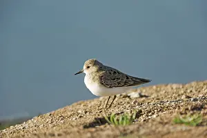 Ditch: Temminck's Stint (Calidris temminckii)