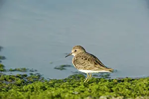 Ditch: Temminck's Stint (Calidris temminckii)