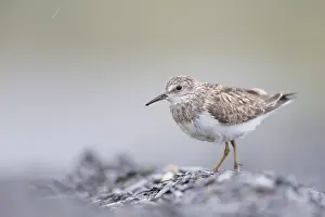 Stint: Temminck's Stint (Calidris temminckii) standin