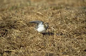 Stint: Temminck's Stint - display flight