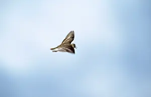 Stint: Temminck's Stint - display flight