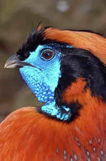Temmincks: Temminck's tragopan