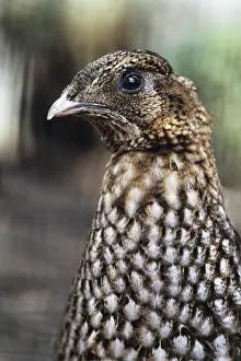 Temminckii: Temminck's Tragopan