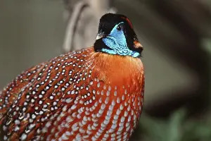 Temminckii: Temminck's Tragopan