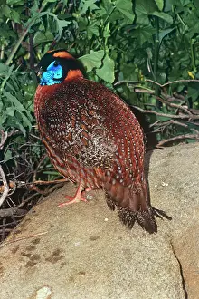 Temmincks: Temminck's Tragopan - male