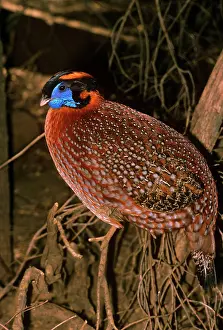 Temmincki: Temminck's TRAGOPAN - Male