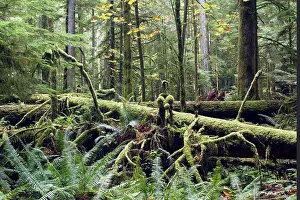 Ranforest: Temperate rainforest