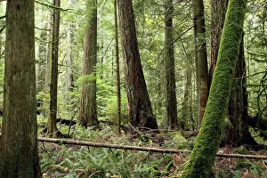 Ranforest: Temperate rainforest