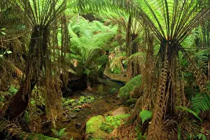 Steffen & Alexandra Sailer: Temperate rainforest - brook flows through a gully