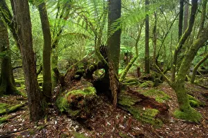 Dominated: Temperate rainforest - dominated by ferns and lichen