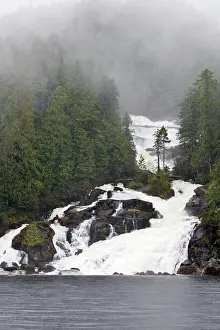 Salmons: Temperate Rainforest - estuary with salmons running upstream
