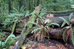 Ranforest: Temperate rainforest - ferns & fallen tree trunk