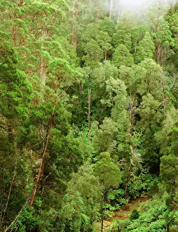 Otway: Temperate rainforest Great Otway National Park