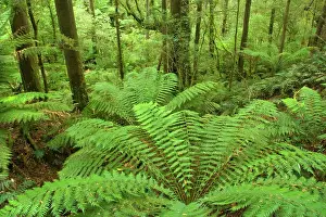 Gully: Temperate rainforest - a gully with lots and lots