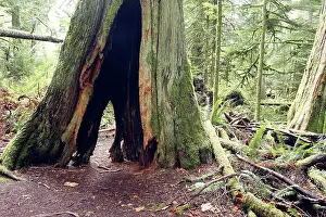 Ranforest: Temperate rainforest - hollow tree trunk