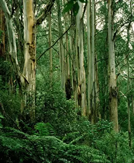 Ashes: Temperate Rainforest - Including Mountain ash & Tree fern