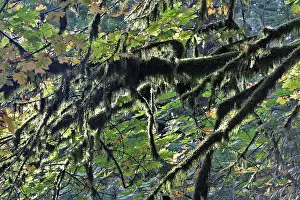 Ranforest: Temperate rainforest - lichen