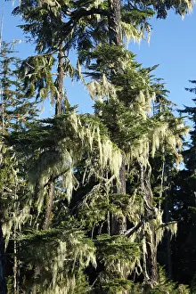 Cedars: Temperate rainforest - lichens on cedar