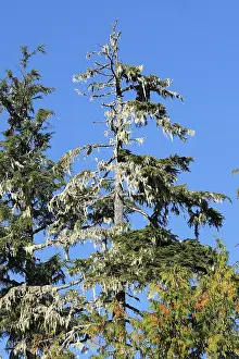 Cedars: Temperate rainforest - lichens on dead cedar