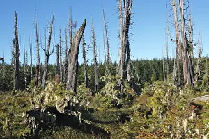 Cedars: Temperate rainforest - lichens on dead cedar