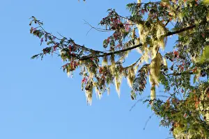 Cedars: Temperate rainforest - lichens on dead cedar