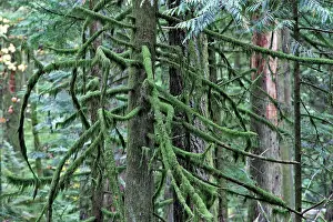 Ranforest: Temperate rainforest - lichens on dead trees