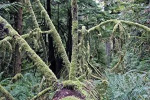 Ranforest: Temperate rainforest - lichens on dead trees
