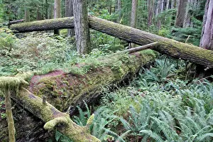 Ranforest: Temperate rainforest - lichens & ferns on dead trees